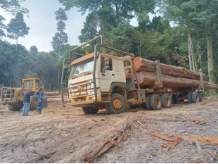 A Gabonese customer uses SINOTRUK to transport timber in the woodland